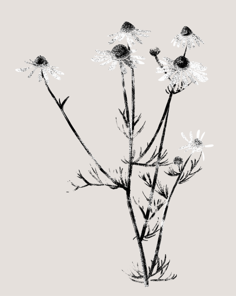 Farina-Kuklinski-Slowflower-Kamille