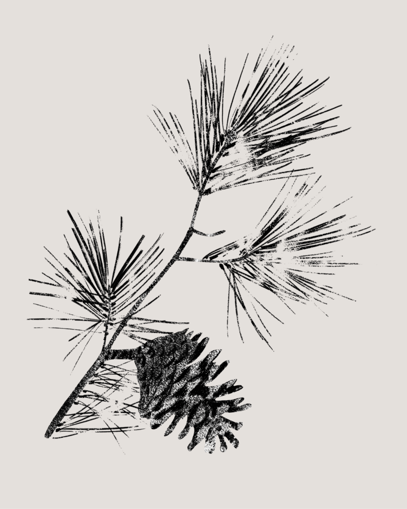 Farina-Kuklinski-Slowflower-Kiefer