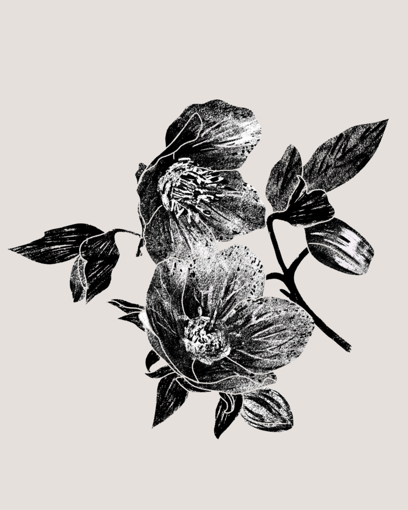 Farina-Kuklinski-Slowflower-Lenzrose