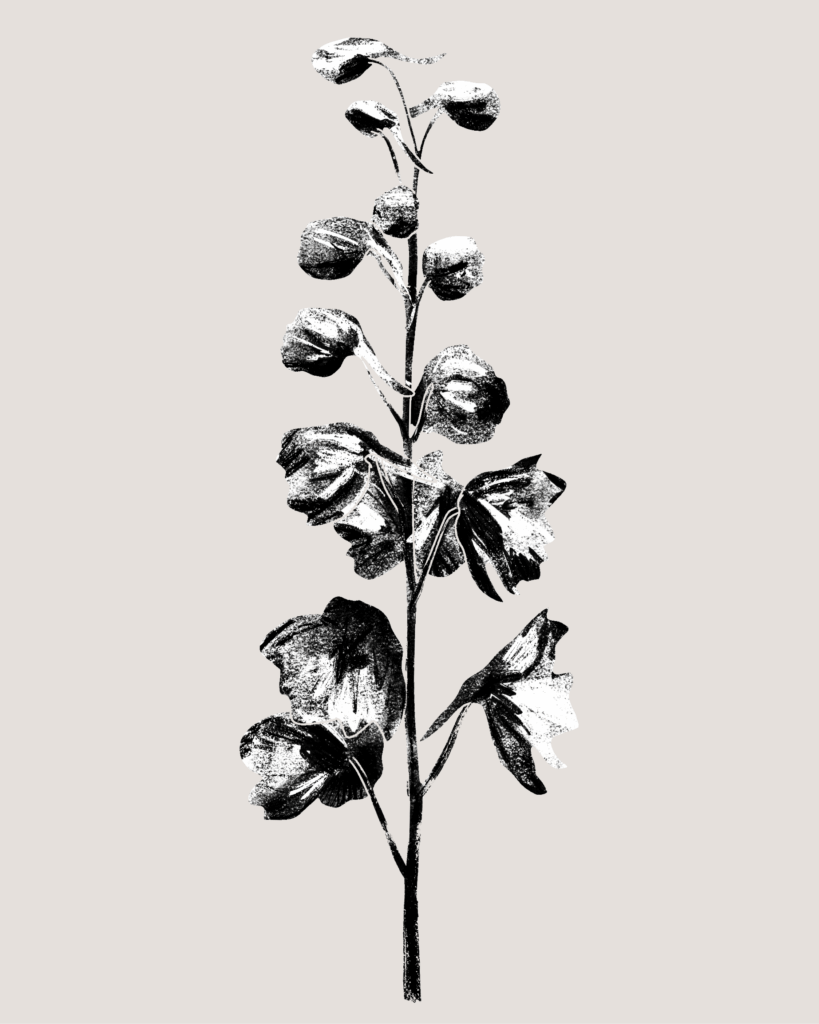 Farina-Kuklinski-Slowflower-Rittersporn