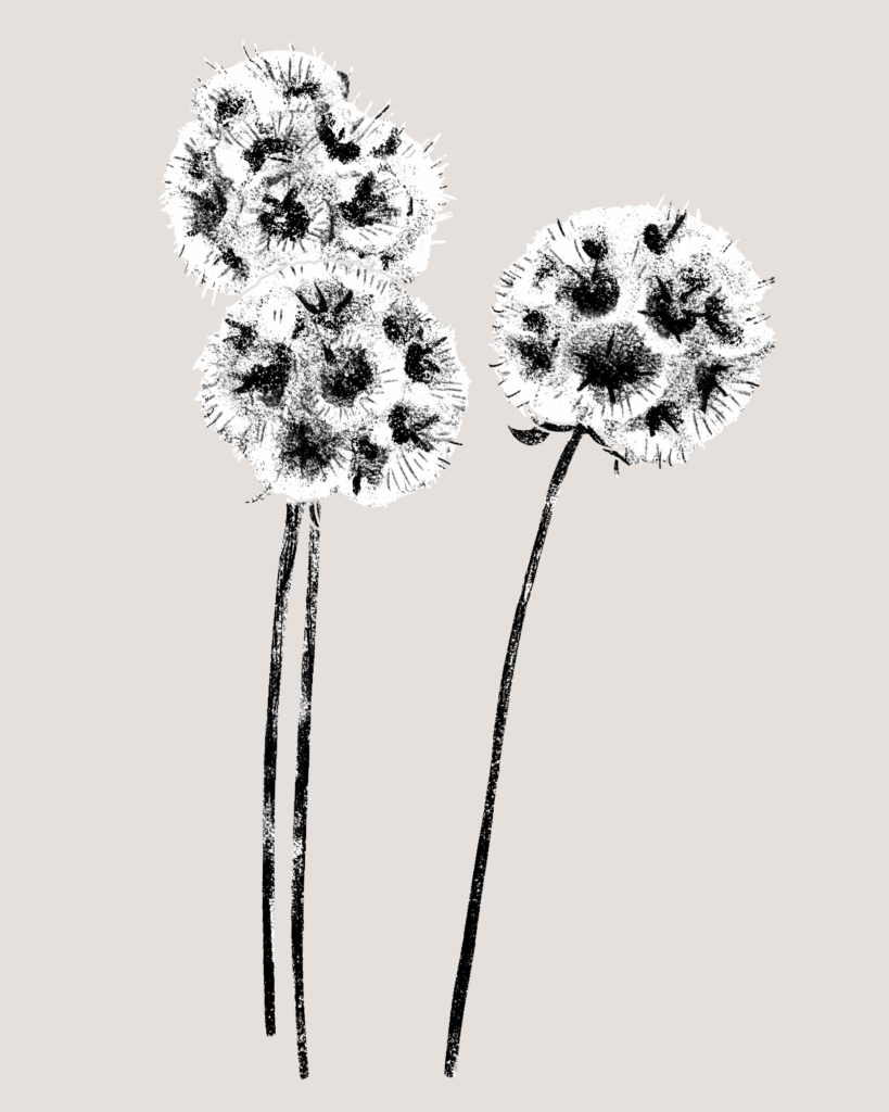 Farina-Kuklinski-Slowflower-Scabiosa-Fruchtstand