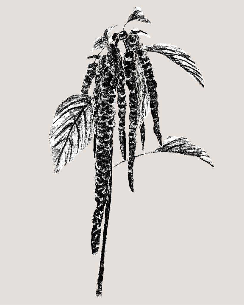 Farina-Kuklinski-Slowflower-Amaranth