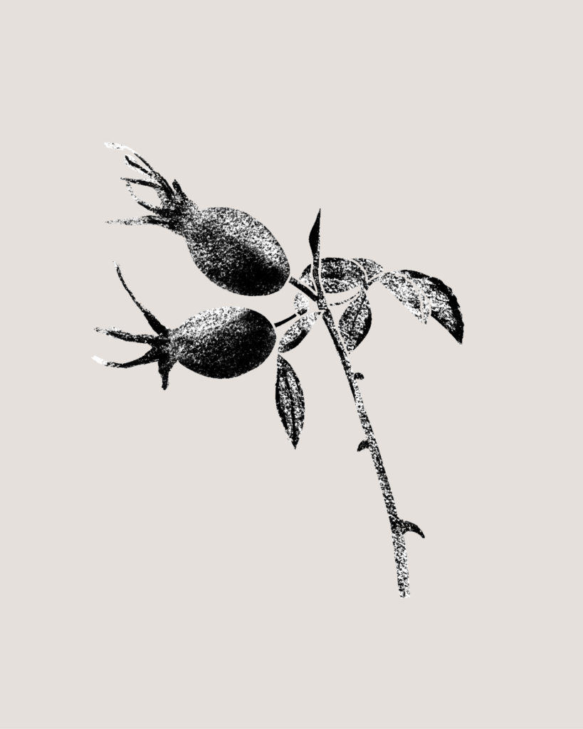 Farina-Kuklinski-Slowflower-Hagebutte