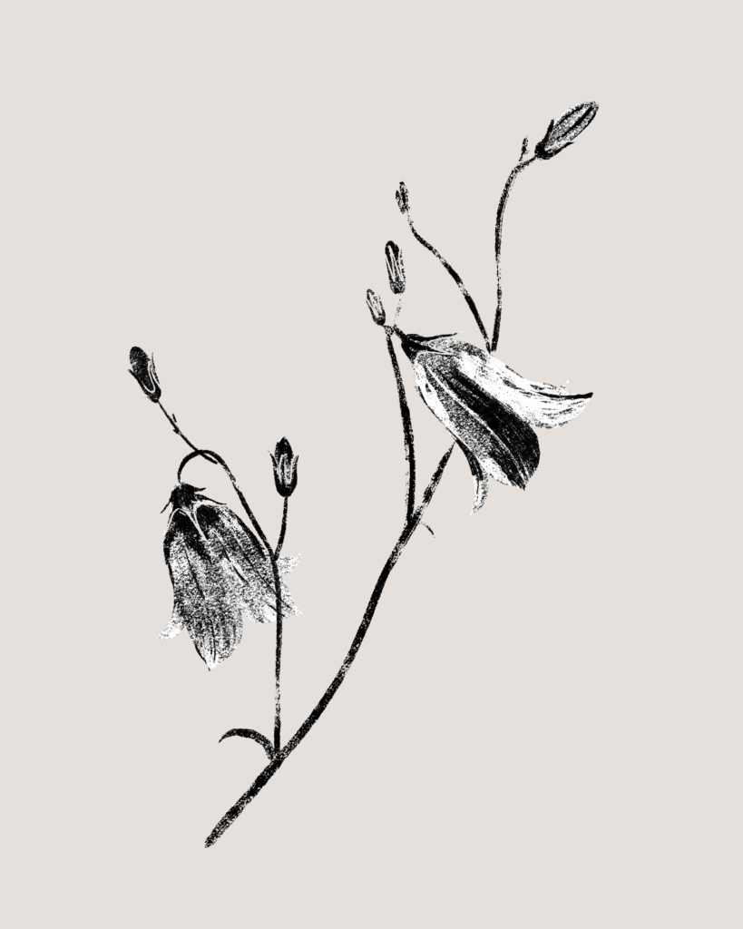 Farina-Kuklinski-Slowflower-Glockenblume