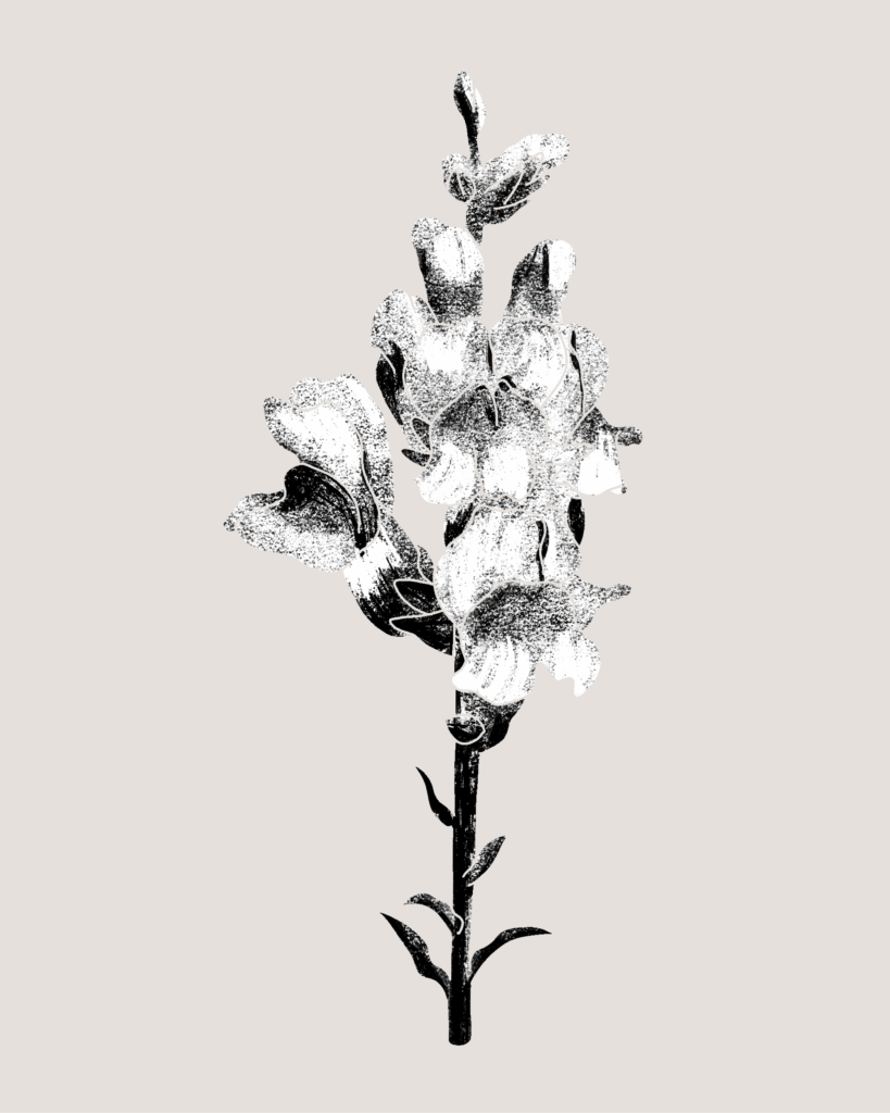 Farina-Kuklinski-Slowflower-Löwenmäulchen