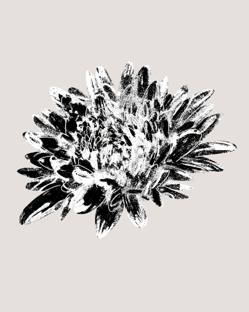 Farina-Kuklinski-Slowflower-Chrysantheme