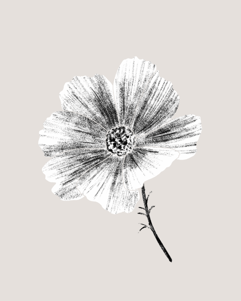 Farina-Kuklinski-Slowflower-Cosmea